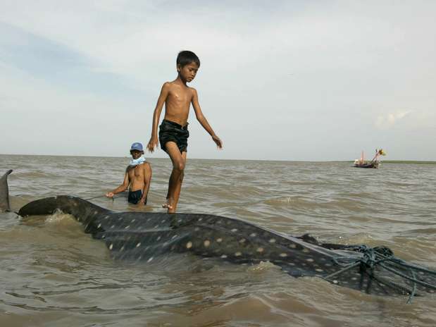 Inofensivo ao homem, o tubarão-baleia precisou de ajuda para voltar ao mar na Indonésia Foto: AP