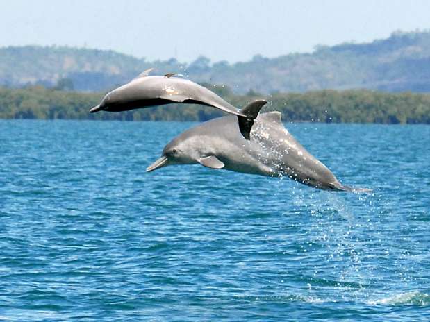 Os cientistas conseguiram identificar uma nova espécie de golfinho-corcunda que é encontrada frequentemente nas águas do norte da Austrália Foto: AFP