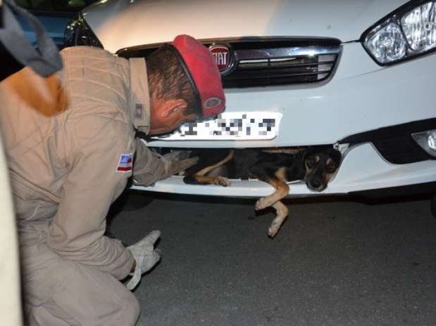Homens do Corpo de Bombeiros ajudaram a resgatar cadela presa em parachoque de carro em Vitória da Conquista, no sudoeste baiano Foto: Anderson Oliveira / vc repórter