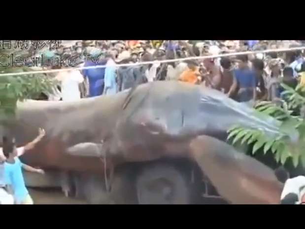 Monstro para uns, baleia para outros: carcaça foi encontrada na Ásia Foto: YouTube / Reprodução