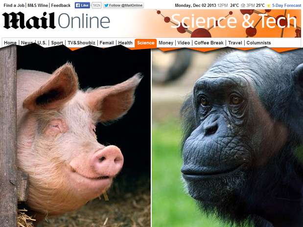 Cientista sugere que uma pele sem pelos e com gordura subcutânea seria explicada por ancestrais suínos Foto: Daily Mail / Reprodução