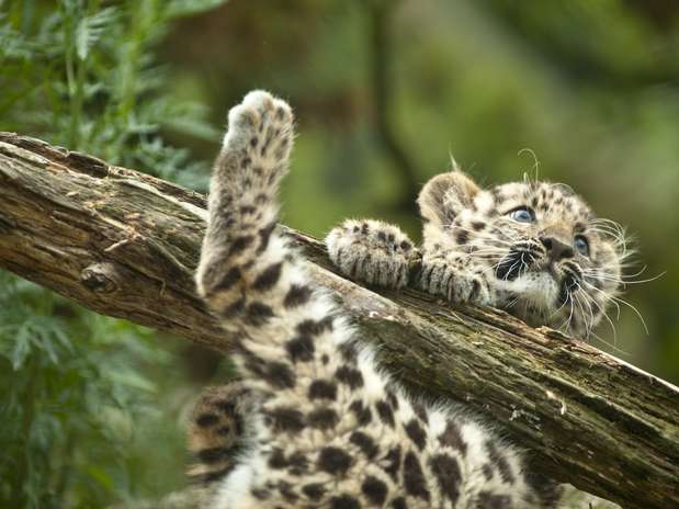 Estima-se que apenas 50 leopardos-de-Amur restem no mundo; alguns são criados em cativeiro Foto: AFP