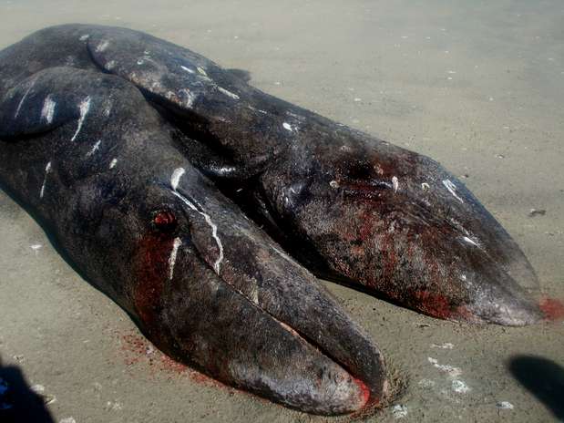 Segundo biólogos marinhos, o caso é "excepcionalmente raro" Foto: AFP