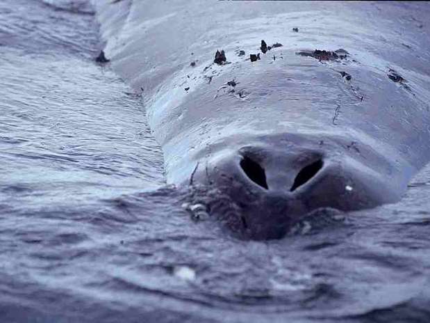 As Baleias da Groenlândia (Balaena mysticetus) são os mamíferos mais longevos Foto: Ansgar Walk / Wikimedia