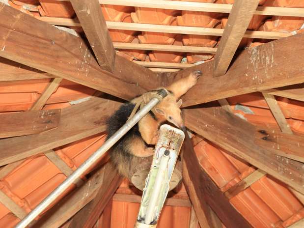 Tamanduá-mirim subiu no telhado para se proteger do ataque de cães Foto: L. Adolfo / Futura Press