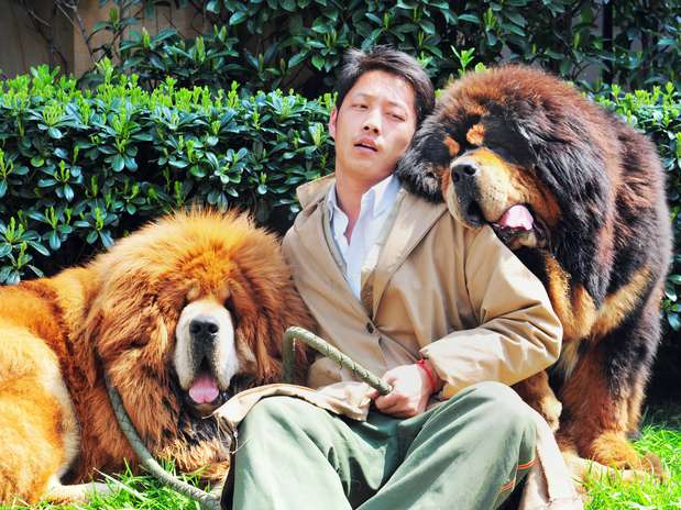 O comprador pagou cerca de 12 milhões de iuanes (US$ 1,9 milhão) pelo mastiff tibetano de pelo dourado (esquerda) Foto: AFP