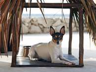 Tus mascota tendrá una palapa personalizada y cómoda en estos hoteles. Foto: Hoteles Viceroy Riviera Maya