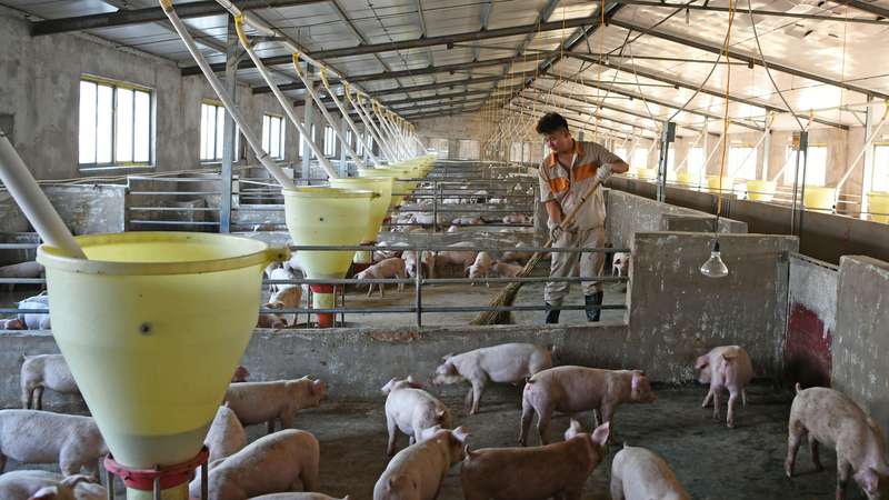 Peste suína africana na China é mais severa do que se ...