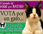  Foto: Facebook / El Candigato Morris