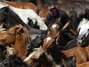 Foto: MIGUEL VIDAL / REUTERS