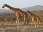 Con una altura de 5.8 metros, la Jirafa es considerada el animal más alto en el planeta. Su peso puede llegar a las dos toneladas. Habita en la estepa Africana Foto: Especial