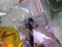 A la venta llaveros con animales vivos son un furor en China. Foto: Captura