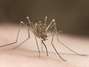 En los mosquitos infectados la atracción por el olor humano llega a triplicarse.Foto: Thinksotck