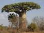 Árbol de baobab.Foto: Thinksotck