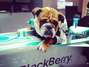 Foto del perro de Hamilton en el monoplaza de Mercedes Foto: 
