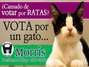 Photo: Facebook / El Candigato Morris