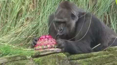 Gorila completa 40 anos e ganha festa no zoo de Londres