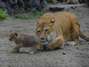 Bebés mezcla de león y tigres nacen en zoológico de Rusia