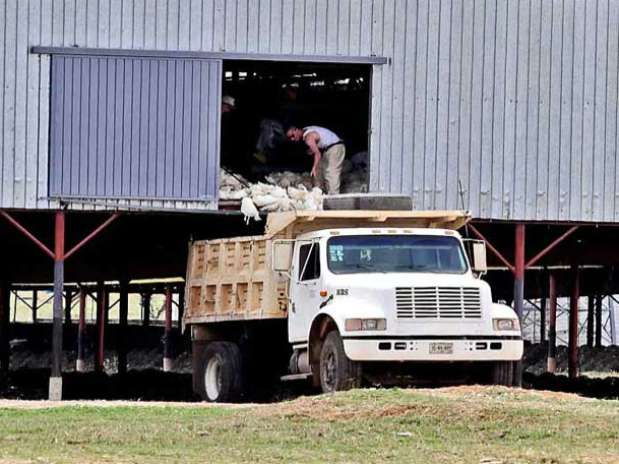 En un recorrido, REFORMA observó ayer a trabajadores sacando aves muertas de una granja en Acatic para después incinerarlas. Foto: Hugo Balcázar