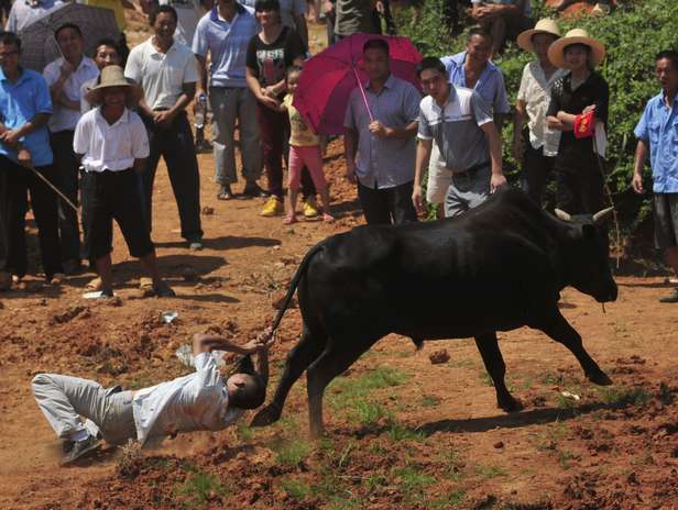 A diferencia de las corridas de toros españolas, los chinos prefieren sentarse y mirar como los toros pelean a muerte. Sin embargo, si alguno de ellos se cansa de pelear contra su contricante, los voluntarios intentarán devolverlo al campo de batalla con todos los medios a su alcance. Foto: Reuters en español