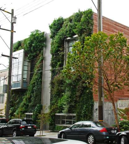 Patrick Blanc es un botánico francés y es el inventor del sistema para crear jardines verticales en forma de muro. Dibuja en las paredes de los edificios con helechos, musgos, hierbas y arbustos. De esta manera, integra la naturaleza a la vida cotidiana. Realizó un jardín vertical en una escuela de San Francisco, Drew School. Foto: www.verticalgardenpatrickblanc.com