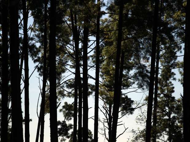 Otro gran problema es la pérdida de la diversidad biológica por deforestación de bosques y selvas, como en la Lacandona. Foto: Archivo / AP Otro gran problema es la pérdida de la diversidad biológica por deforestación de bosques y selvas, como en la Lacandona. Foto: Archivo / AP