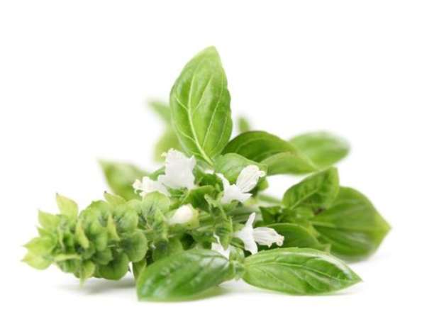 Albaca Foto: Getty Images Albaca Foto: Getty Images