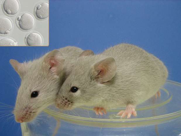 8 crías de rata creadas a partir de células madre