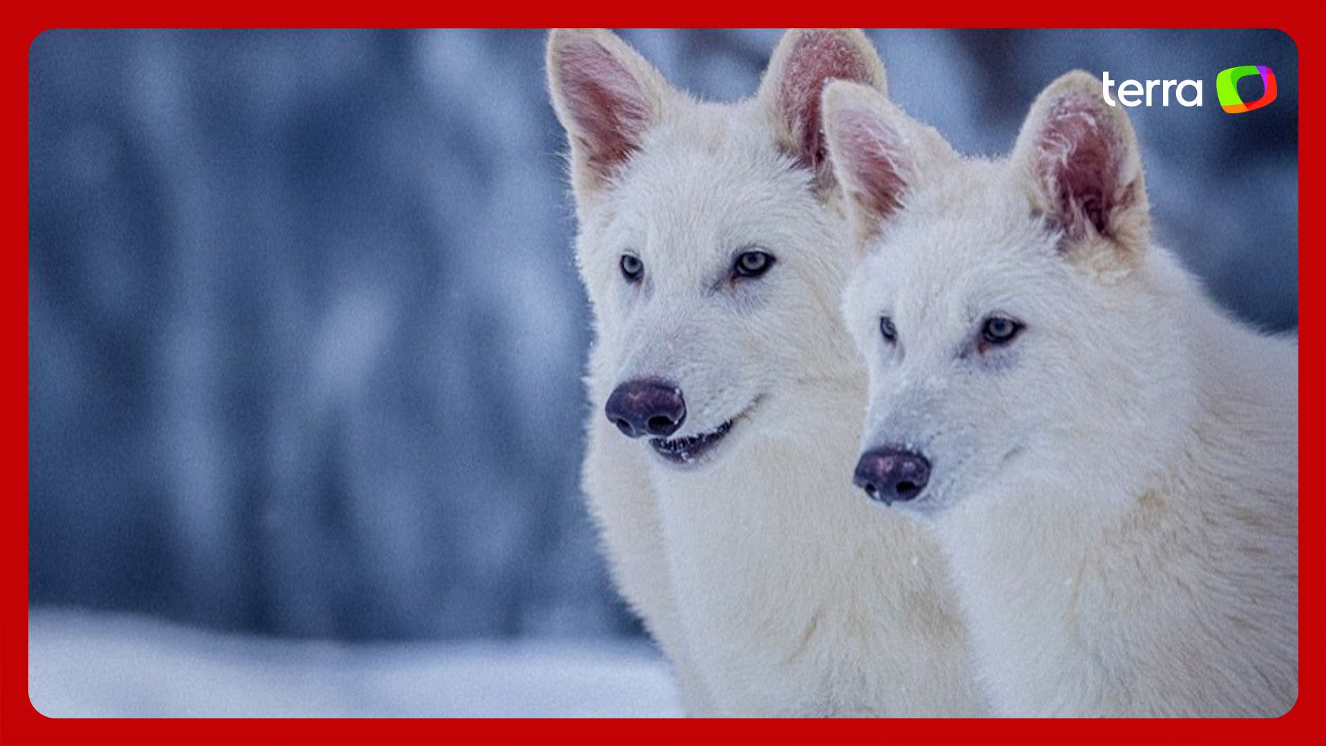 Lobo-terrível: ciência traz de volta à vida espécie extinta há 12