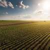 Climatempo prevê potencial para geadas em áreas agrícolas