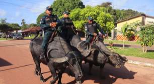 Polícia Militar usa búfalos no combate ao crime na Ilha de Marajó; assista