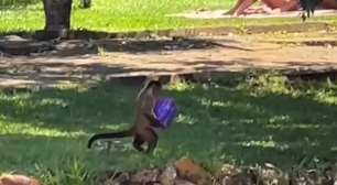 Macacos fazem 'arrastão' e pegam alimentos dos visitantes em parque