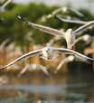 Atrações à parte, aves dão show nas ilhas Turks e Caicos