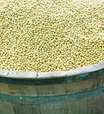 Modelo exportador de soja faz PIB nacional subir