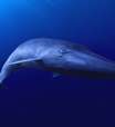 Estudo: animais marinhos estão maiores do que nunca