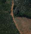 Amazônia registra recorde de desmatamento para outubro