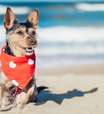 3 dicas para cuidar do seu cachorro na praia