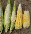 Chuvas irregulares provocam perdas no milho e na soja