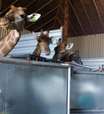 Polícia Federal apreende 15 girafas em resort do Rio