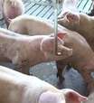 Paraná se tornou o segundo maior produtor de porcos do Brasil em 2021