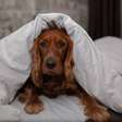 Pets também ficam resfriados: saiba como cuidar do seu animal de estimação no frio