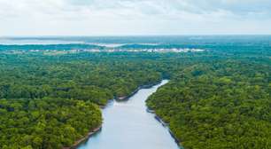 Conheça empresas que atuam para a preservação da Amazônia - e o que estão fazendo