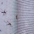 Como zika e dengue podem deixar seres humanos mais atraentes para mosquitos