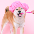 Limpar dente de cachorro: descubra como cuidar da saúde bucal do seu cão