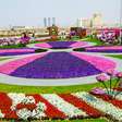 vc repórter: em pleno deserto, jardim de Dubai reúne 45 mi de flores