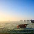 Planejamento da nutrição bovina evita perdas no inverno