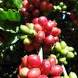 Nova cultivar pode elevar produtividade do café em Rondônia