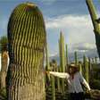 Parque próximo de Puebla tem floresta de cactos gigantes