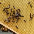 Como os favos das abelhas viram hexágonos?