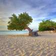 Eagle Beach tem árvore típica de Aruba e ótimos restaurantes